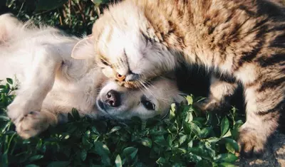 dog and cat lying in the grass